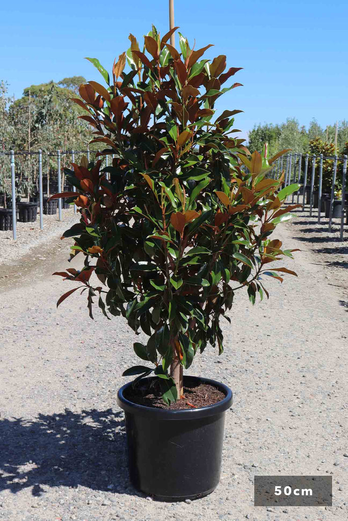 Magnolia grandiflora 'Kay Parris' in 50cm black pot