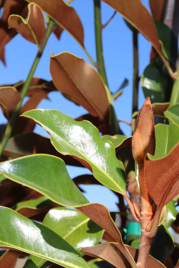 close up of Magnolia grandiflora 'Kay Parris' foliage