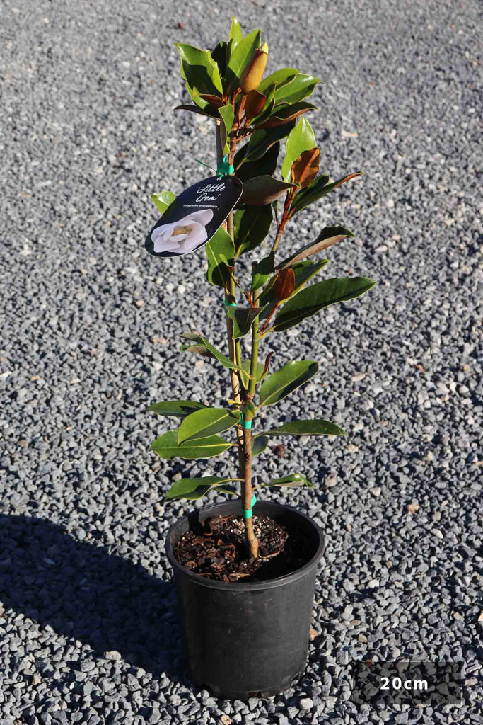 Magnolia grandiflora 'Kay Parris' in a 20cm black pot