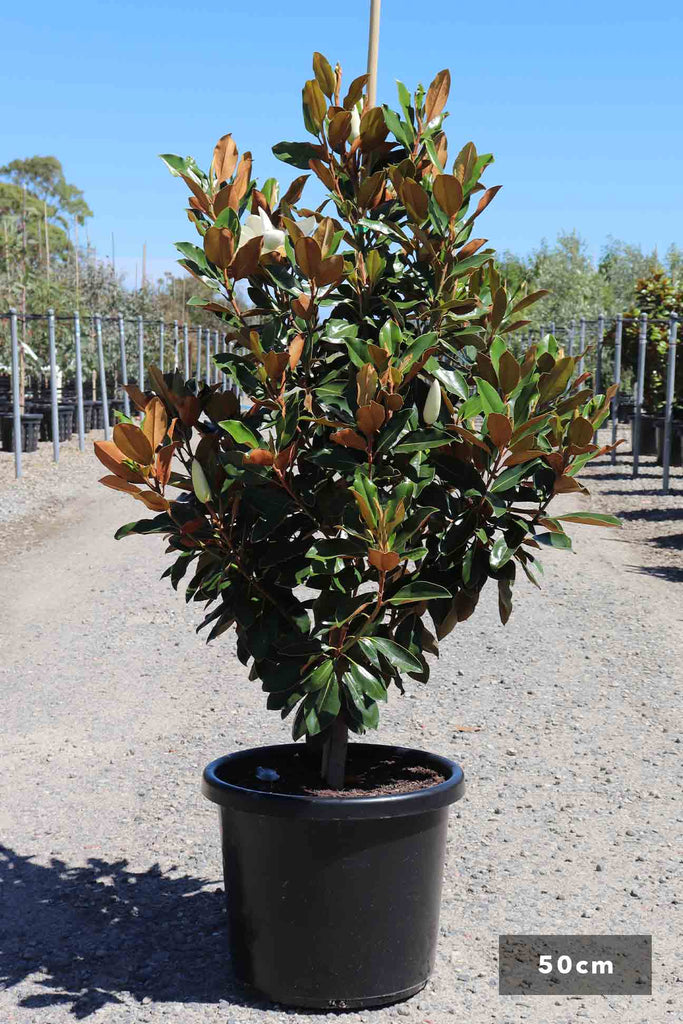 Magnolia grandiflora 'Little Gem' in a 50cm black pot