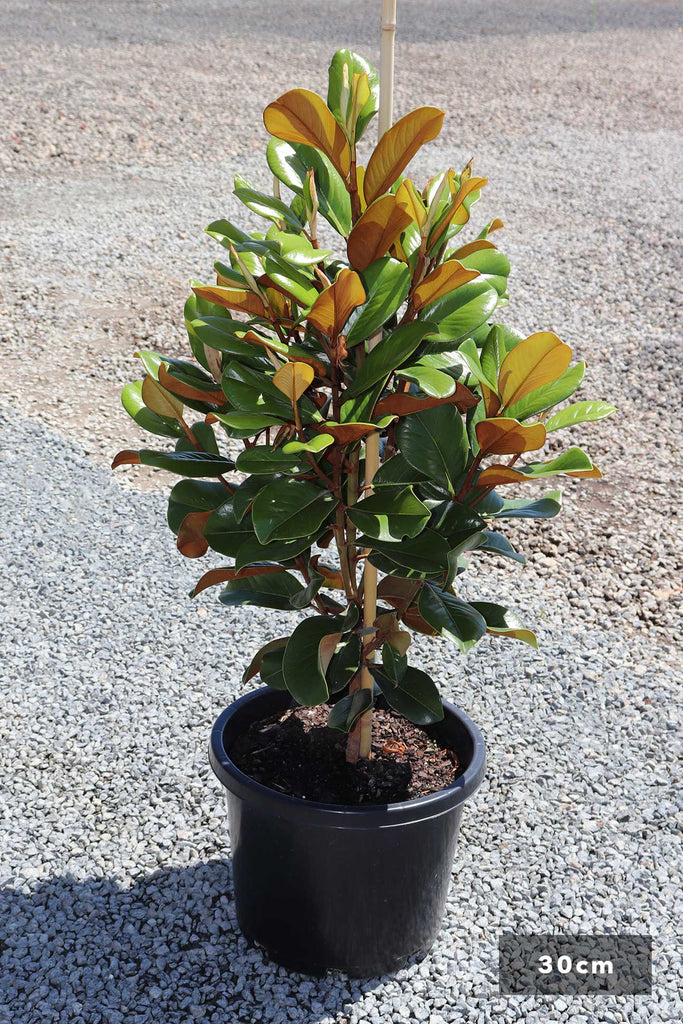 Products Magnolia grandiflora 'Teddy Bear' in a 30cm black pot