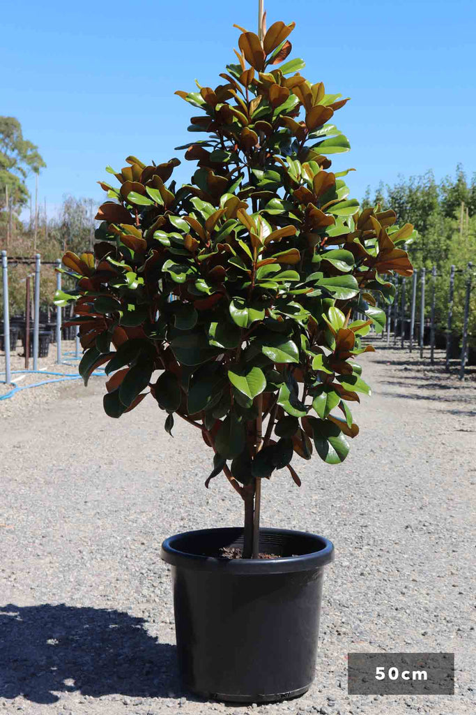 Magnolia grandiflora 'Teddy Bear' in a 50cm black pot
