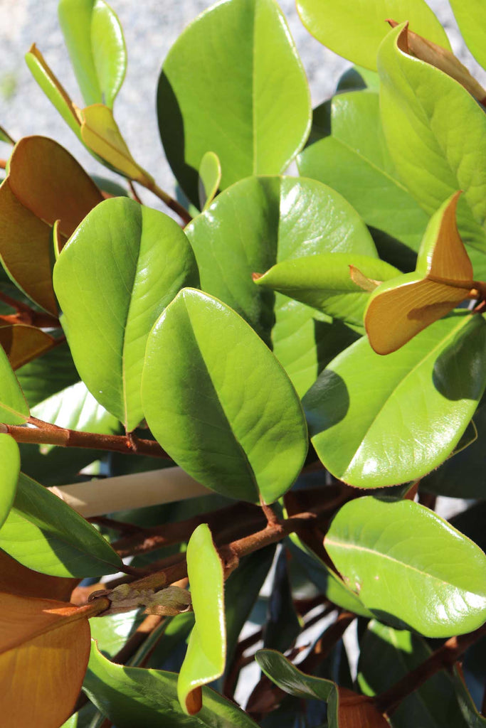 close up of Magnolia Grandiflora Teddy Bear green and brown rounded foliage