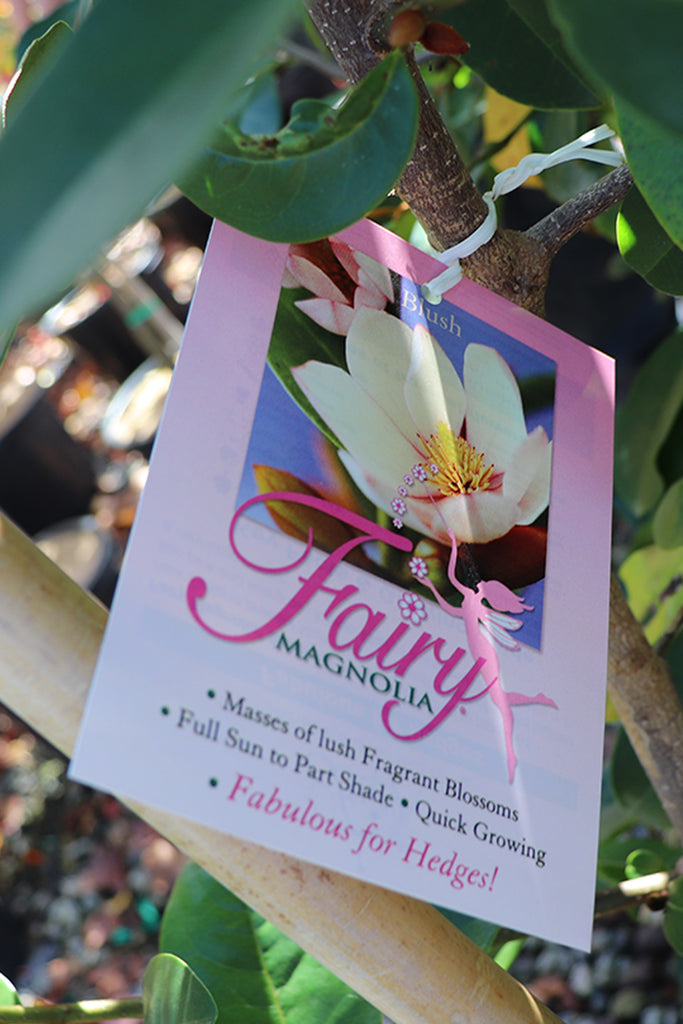 Magnolia hybrid Fairy Blush label