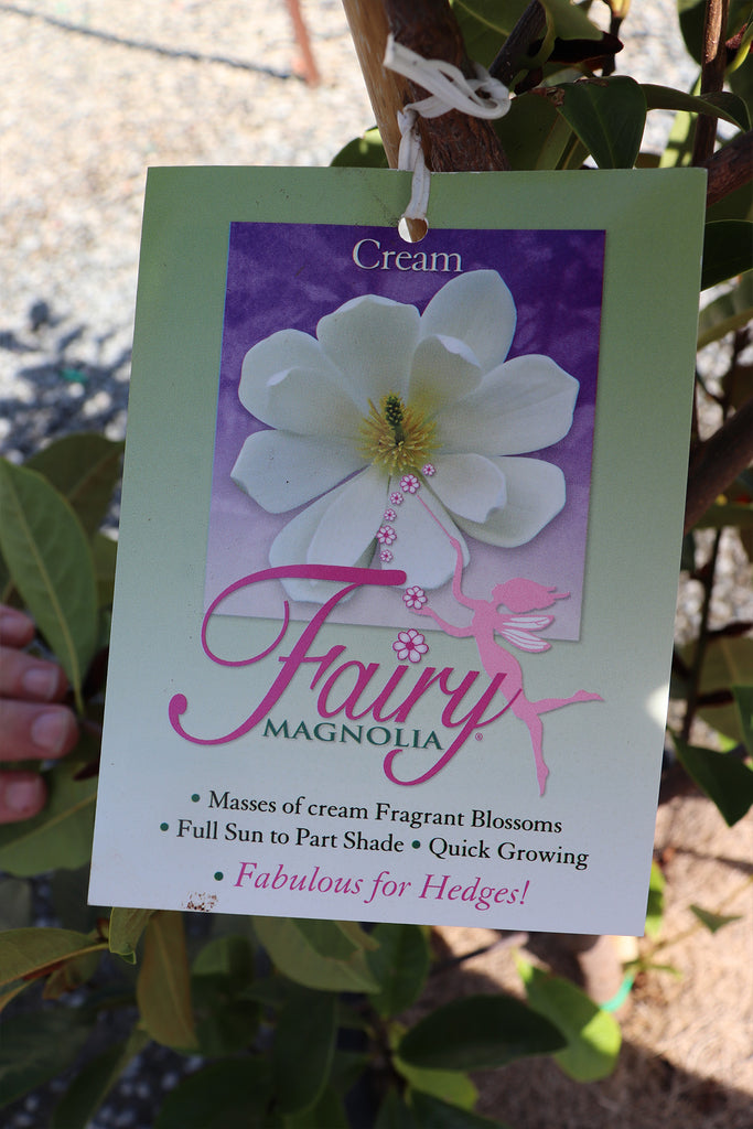 Magnolia hybrid Fairy cream label
