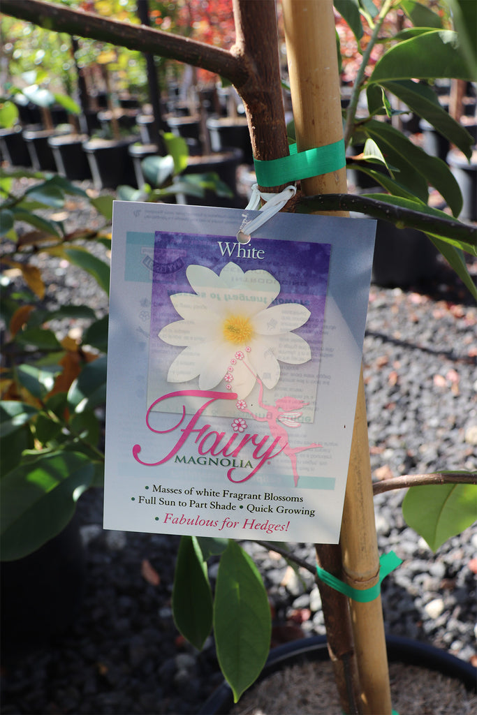 Magnolia hybrid Fairy White label