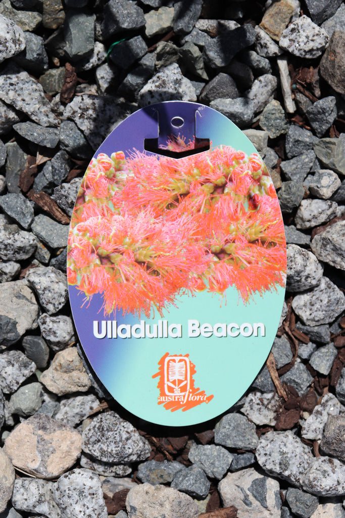 Melaleuca Ulladulla Beacon label