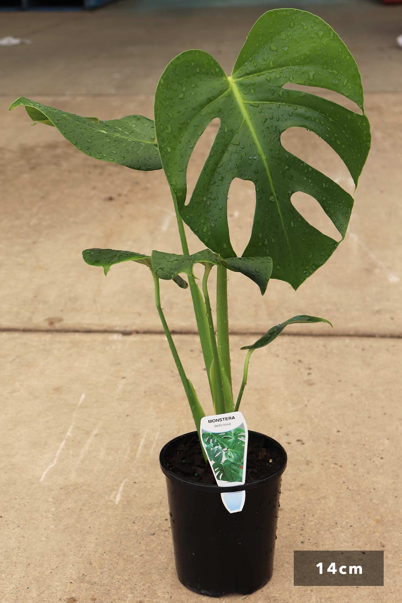 buy monstera deliciosa brisbane Monstera deliciosa – Dinsan Nursery