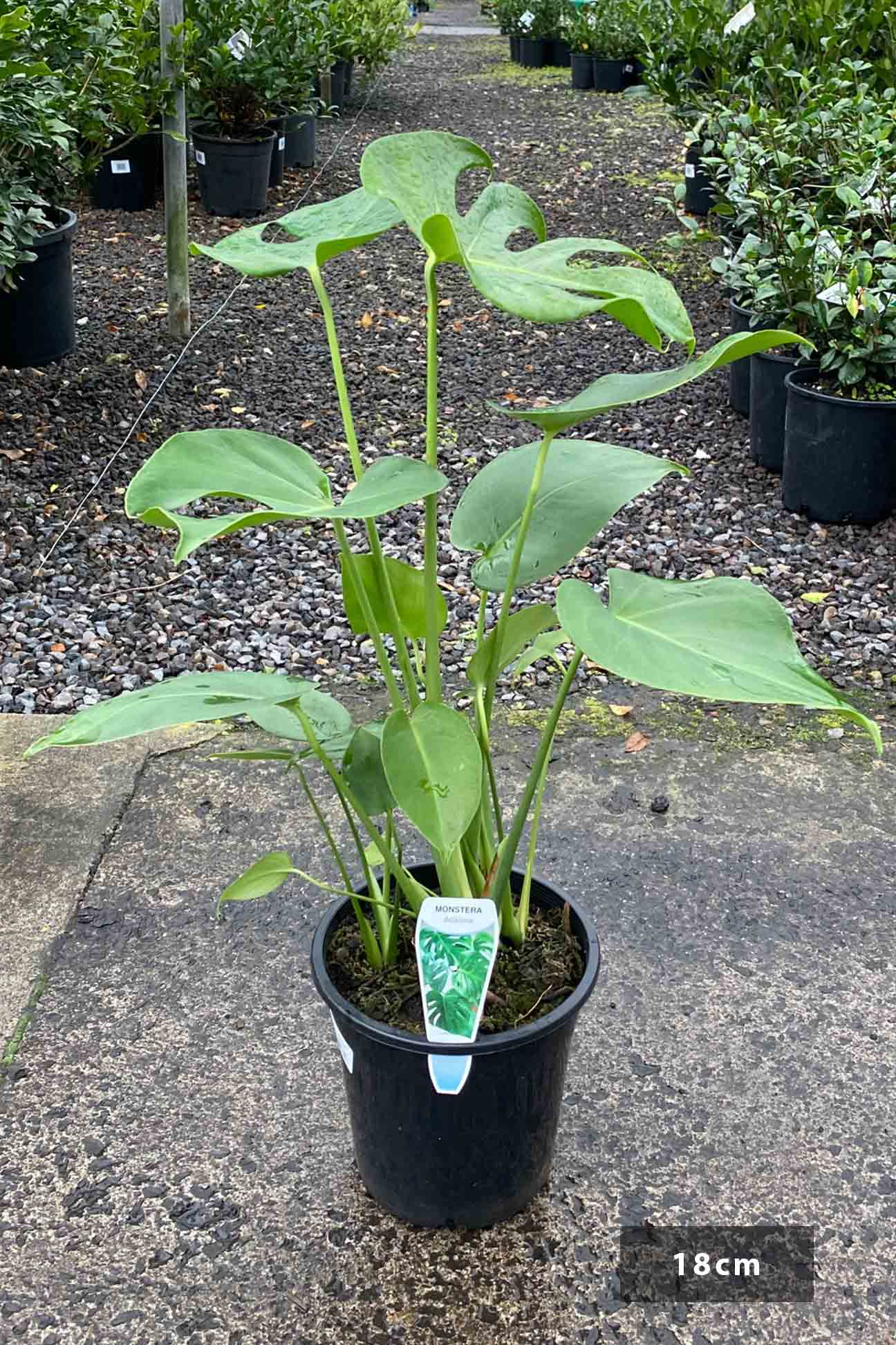 monstera deliciosa - 70 cm green bubble Monstera deliciosa – Dinsan Nursery