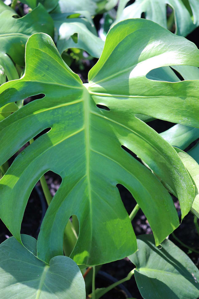 Close up of a Monstera Deliciosa dark green leaf