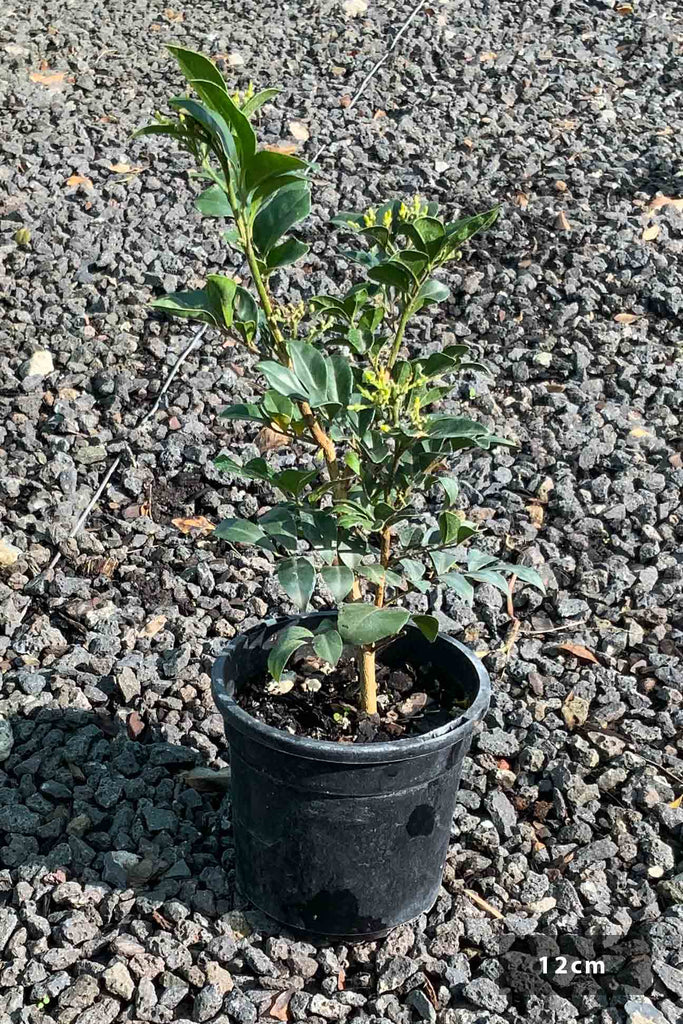 Murraya Paniculata in a 12cm black pot