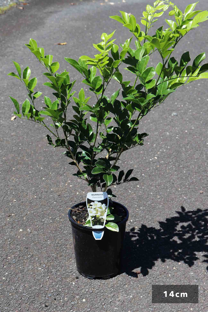 Murraya Paniculata in a 14cm black pot