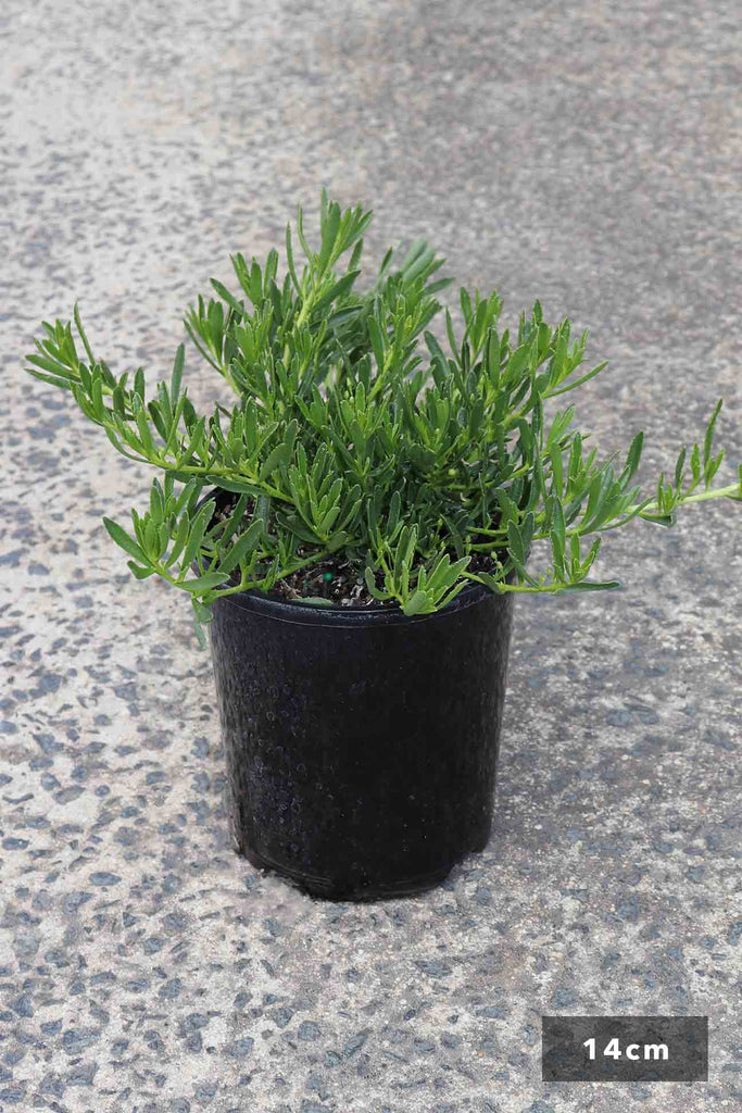 Myoporum parvifolium in a 14cm black pot