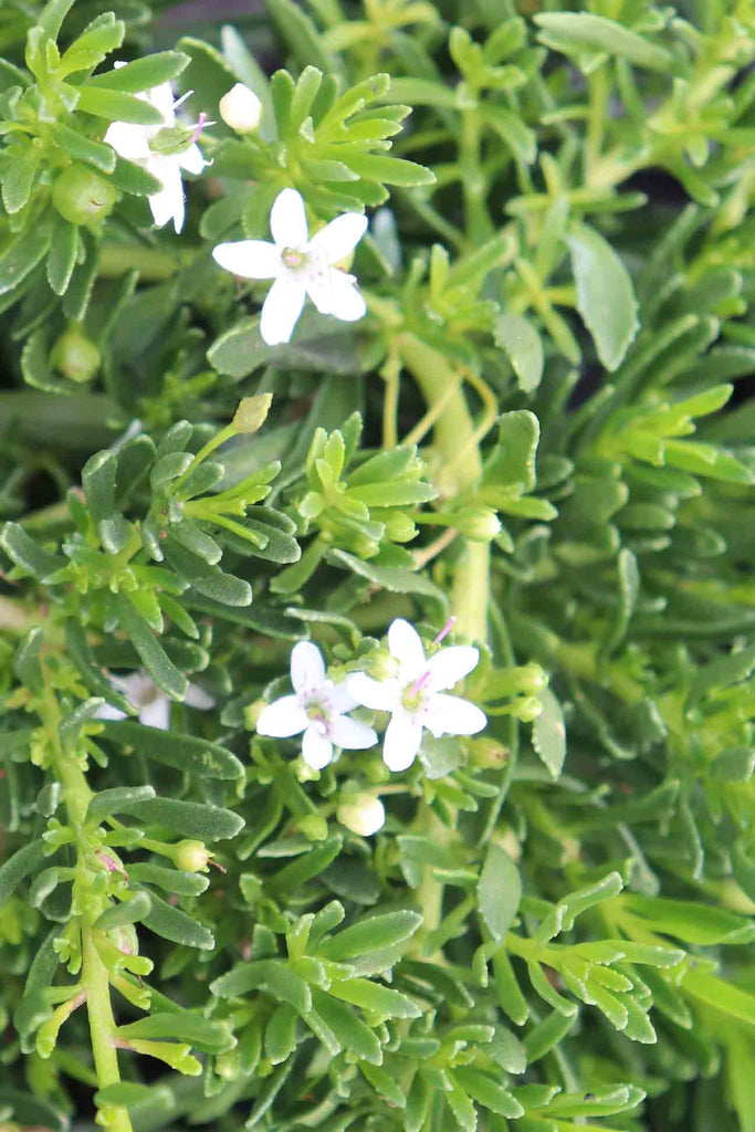 Close up of image of Myoporum parvifolium white flowers and green foliage