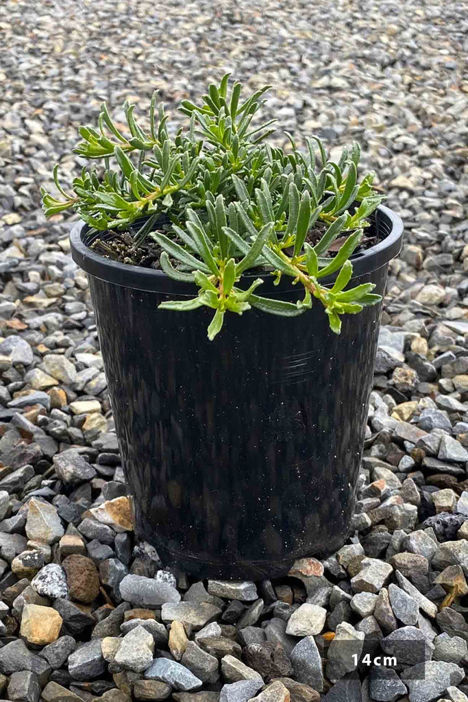 Myoporum parvifolium Yareena in a 14cm black pot
