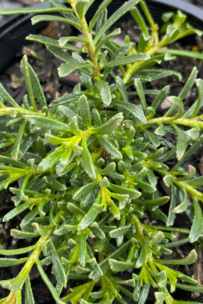 Close up of Myoporum parvifolium Yareena  foliage