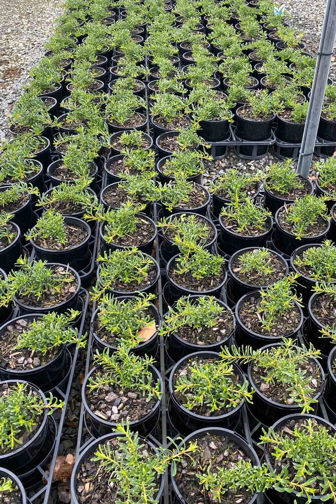 A group of Myoporum parvifolium Yareena  in 14cm pots