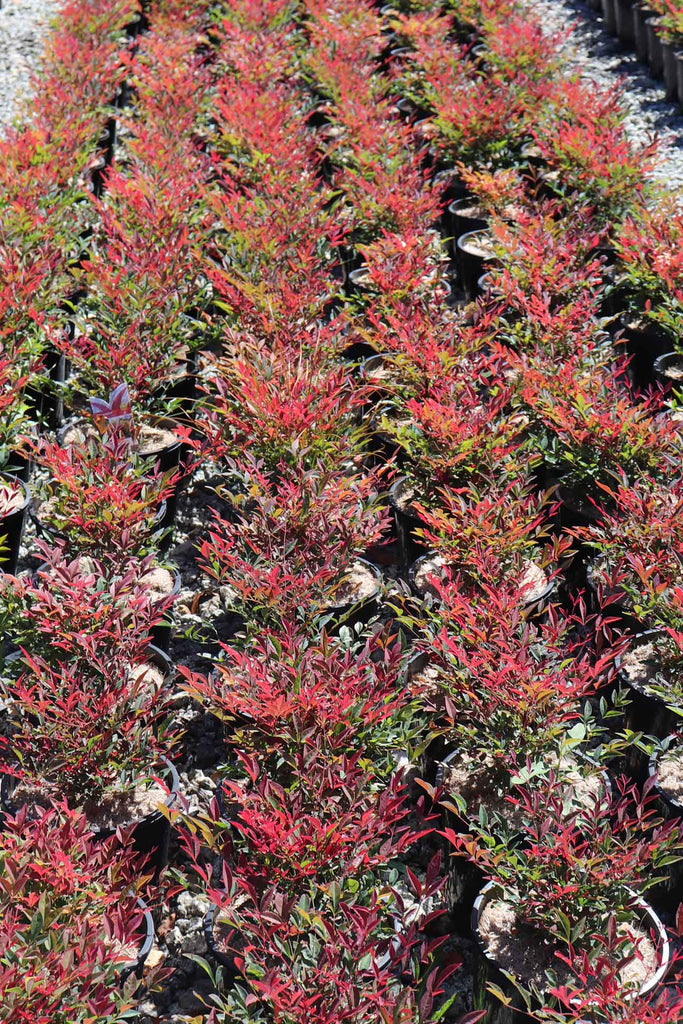 Group of Nandina domestica 'Obsession'