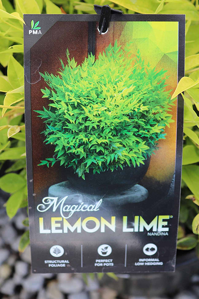 Nandina Magical Lemon Lime label