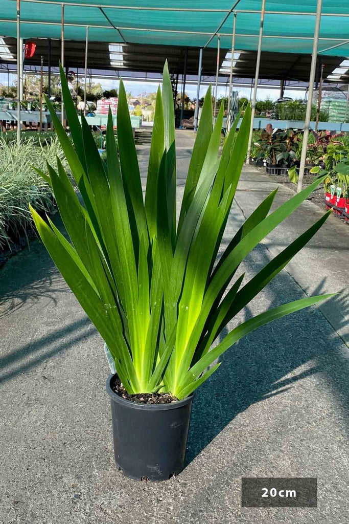 Neomarcia gracilis in a 20cm black pot.
