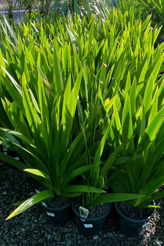 A group of Neomarcia gracilis .
