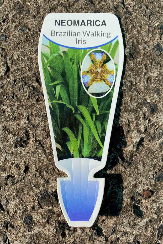 Neomarcia gracilis plant label.