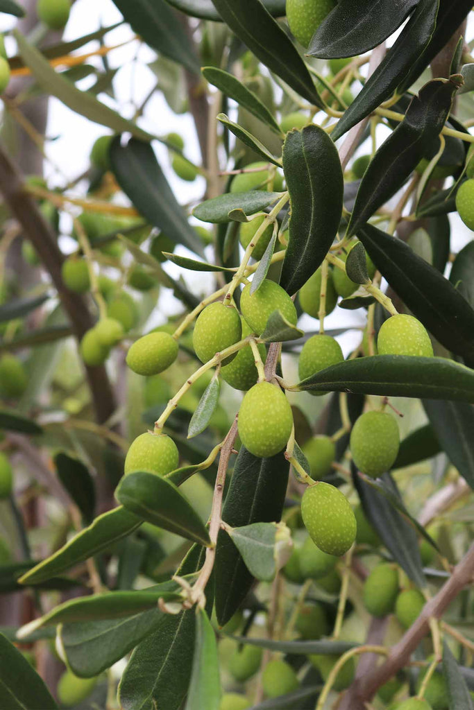 close up of the Olea europaea 'Kalamata' fruit 
