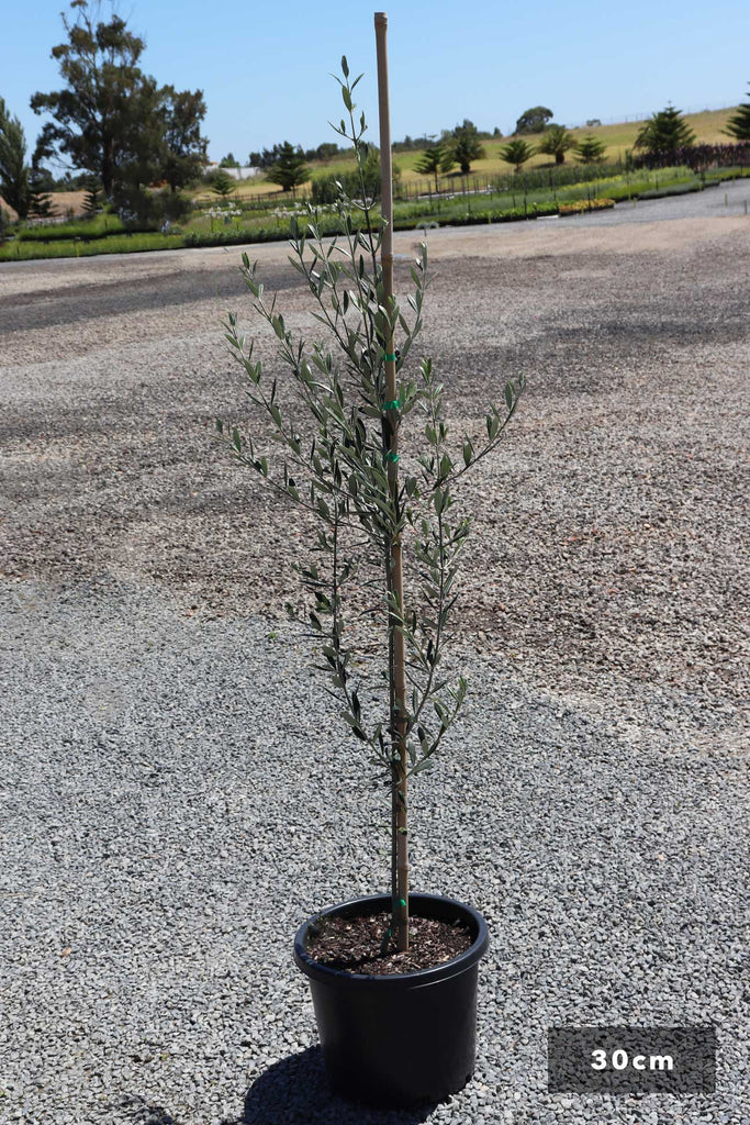 Olea Europaea Manzanillo in 30cm black pot