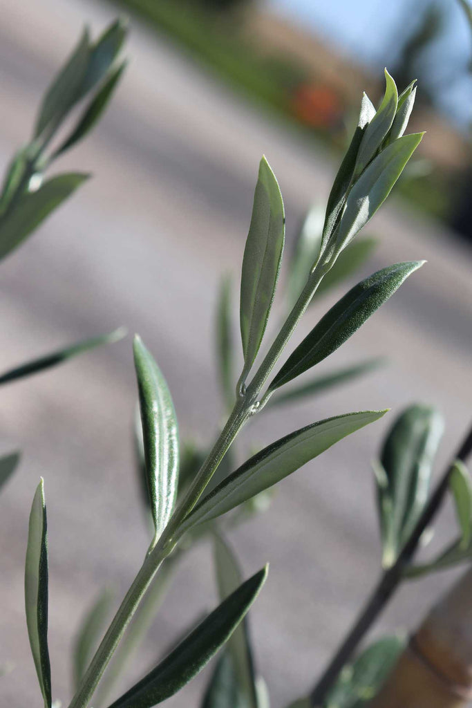 close up photograph of Olea europaea 'Manzanillo' green/grey foliage