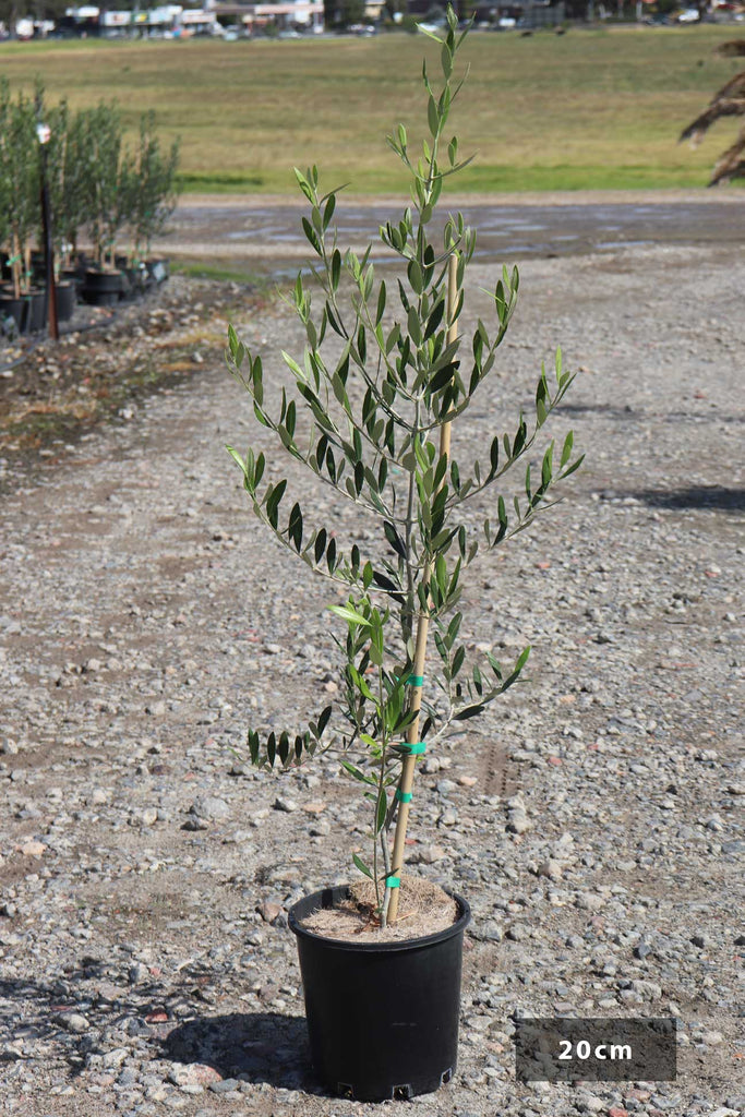 Olea europea Swan Hill in a 20cm black pot