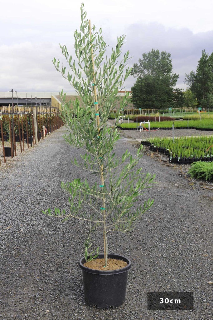 Olea europea 'Swan Hill' in a 30cm black pot