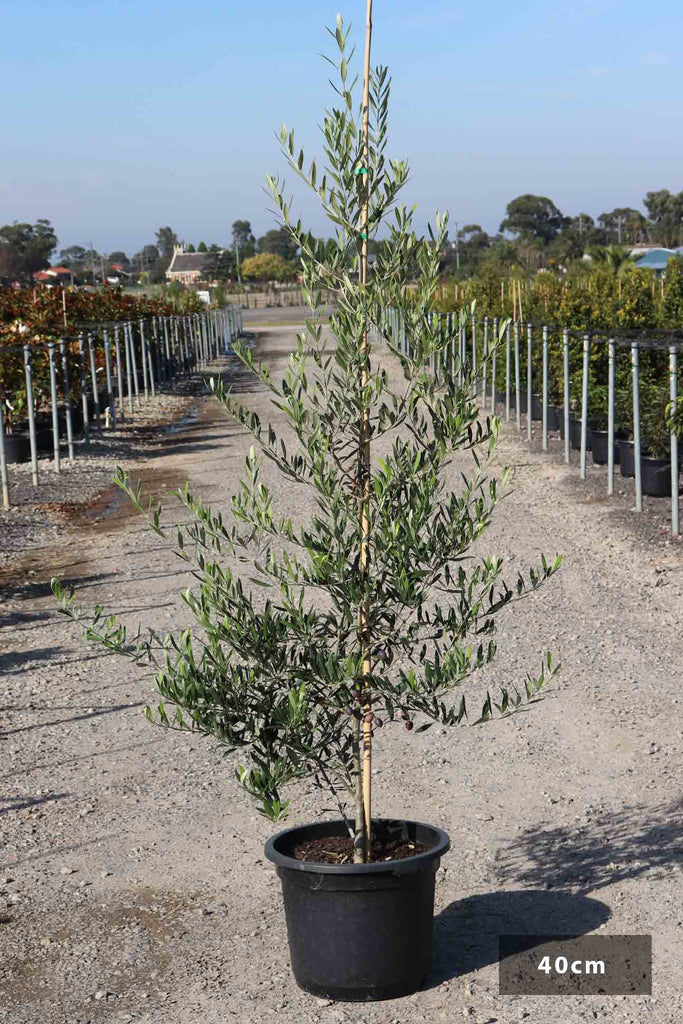 Olea europea 'Swan Hill' in a 40cm black pot