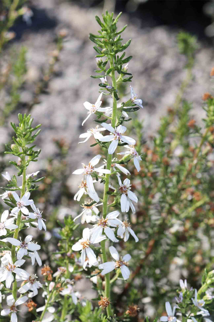 close up image of Olearia ramulosa white flowers