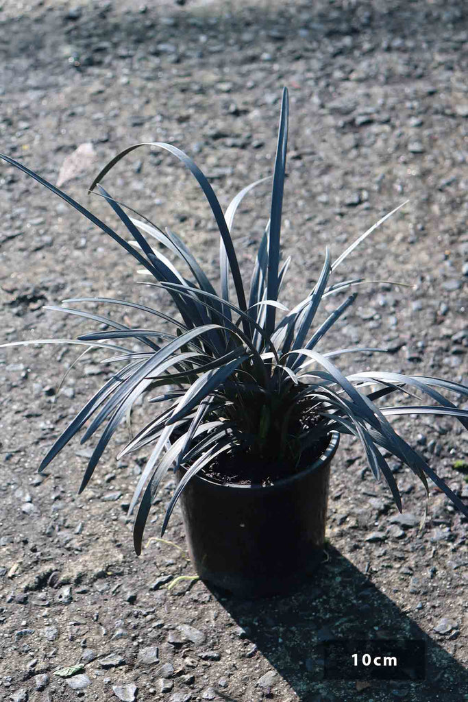 Ophiopogon Nigrescens in a 10cm black pot.