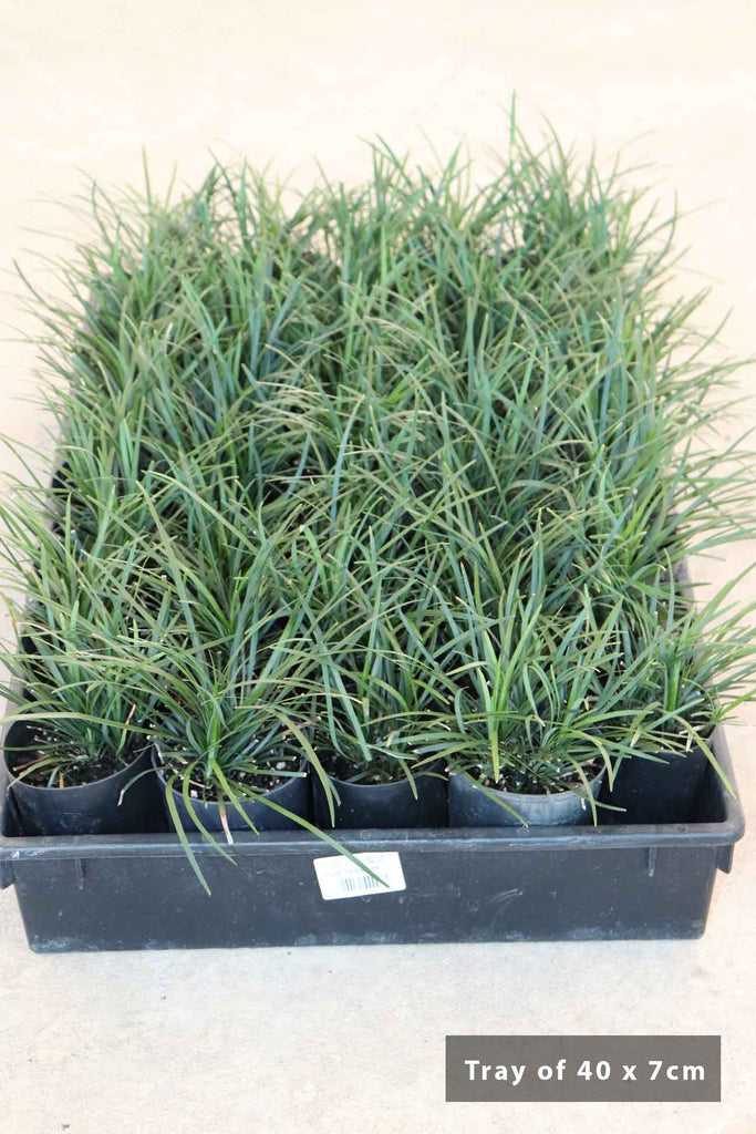 Tray of 40 Ophiopogon japonica in 7cm black pots