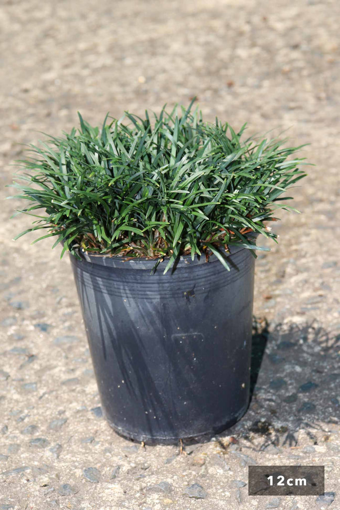 Ophiopogon Japonica 'Nana' in a 12cm black pot