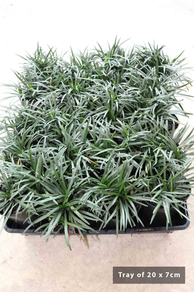 Tray of 20 Ophiopogon japonica Nana in 7cm black pots