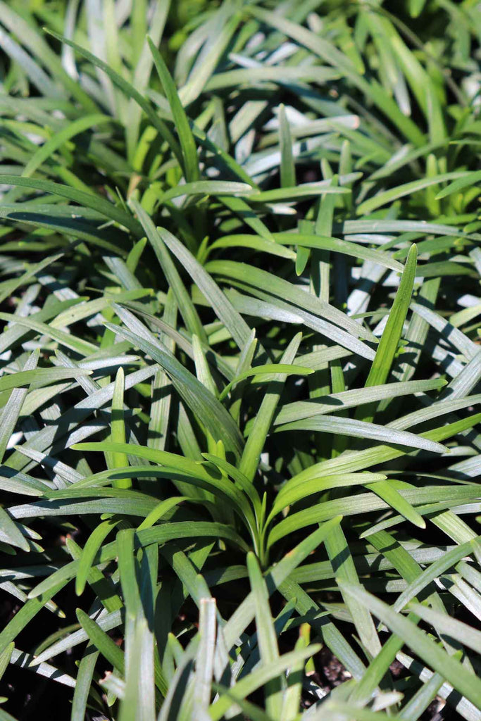 Close up photograph of Ophiopogon japonica 'Nana’ foliage 