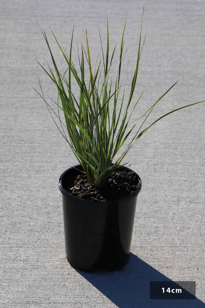 Orthrosanthus multiflorus in a 14cm black pot