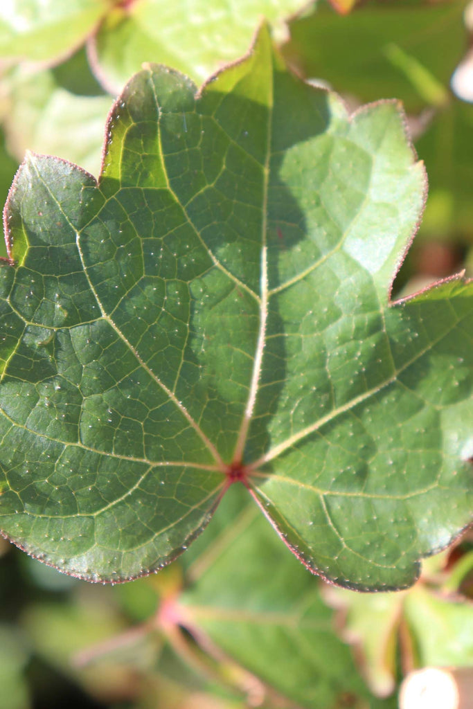 Close up of the Parthenocissus tricuspidata leaf