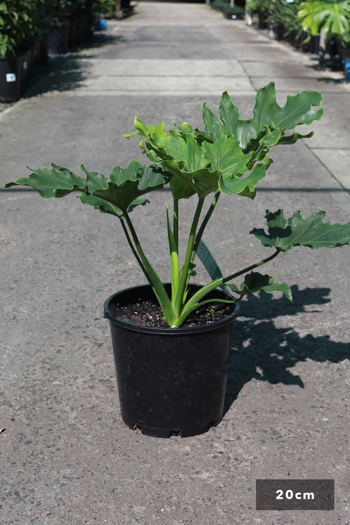 Philodendron selloum 'Hope' in a 20cm black pot