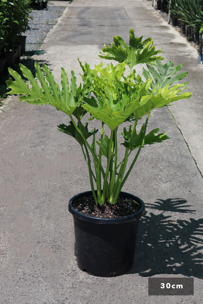 Philodendron selloum 'Hope' in a 30cm black pot