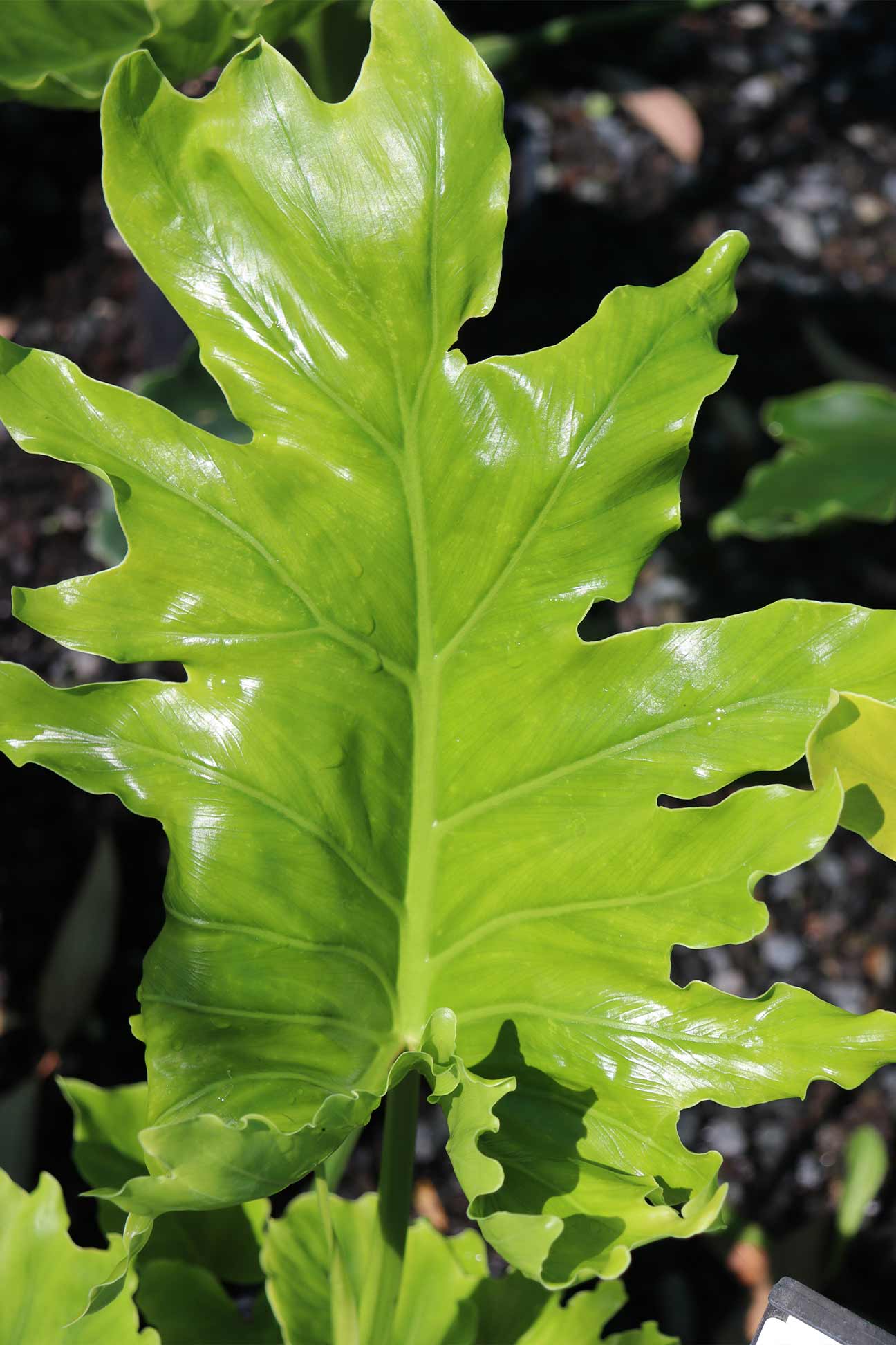 philodendron hope size Philodendron selloum 'Hope' – Dinsan Nursery