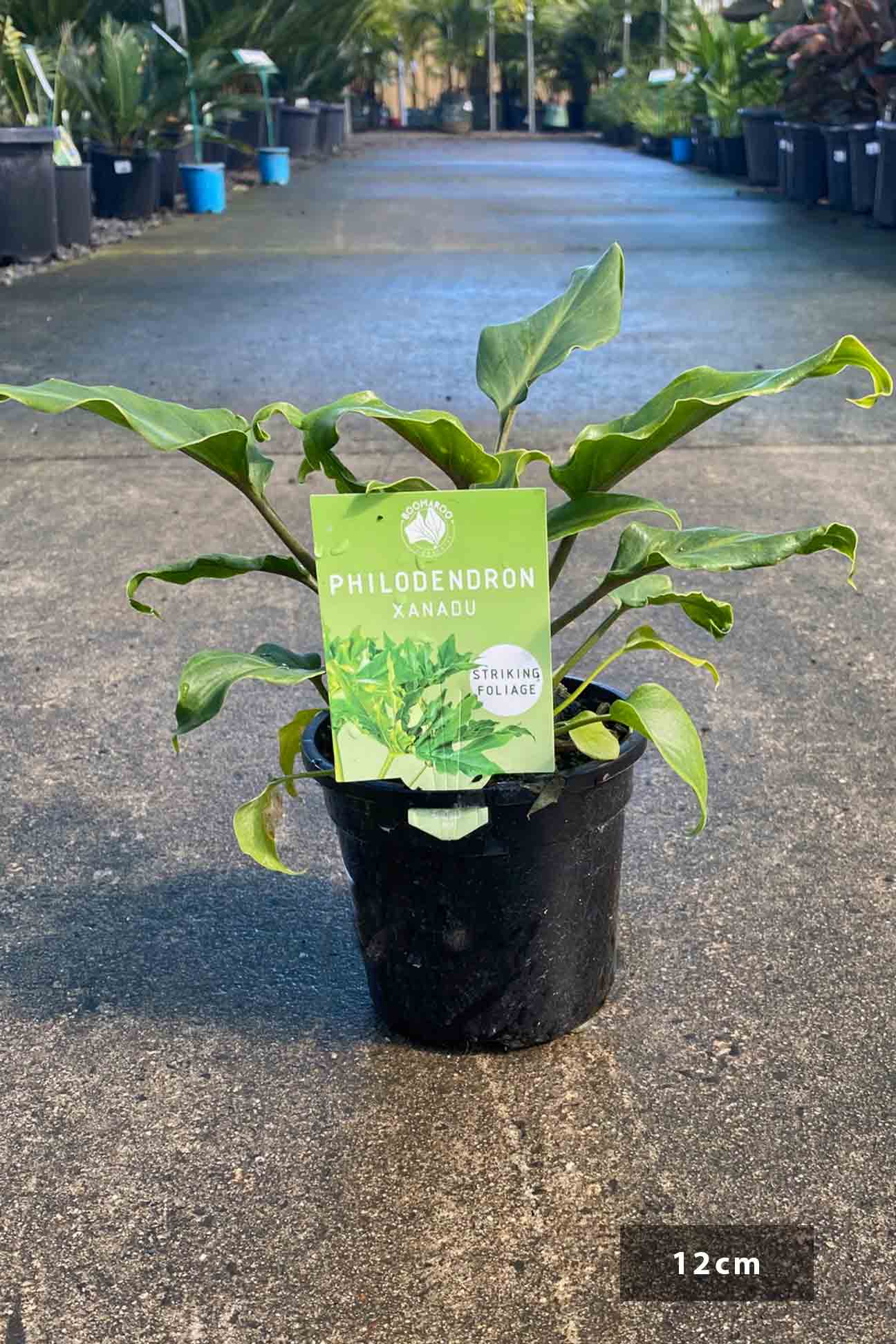 philodendron xanadu vs selloum Philodendron selloum 'Xanadu' – Dinsan Nursery
