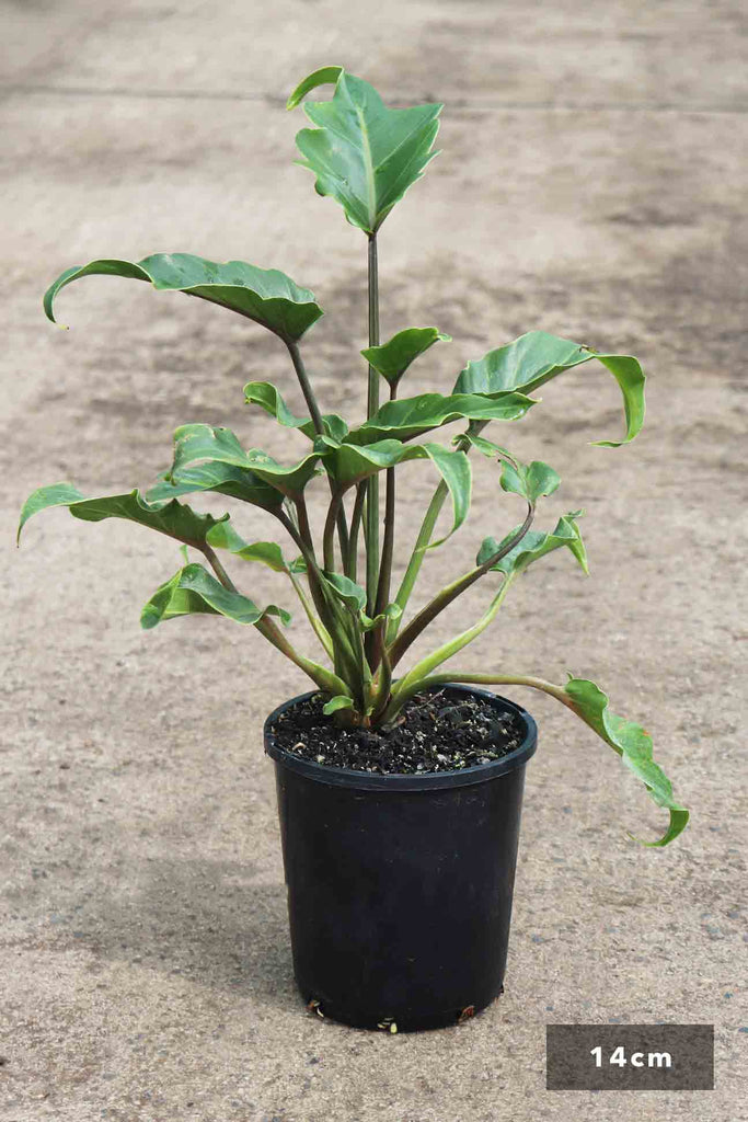 Philodendron selloum 'Xanadu' in a 14cm black pot