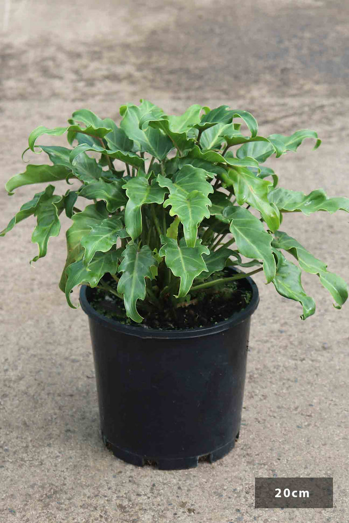 Philodendron selloum 'Xanadu' in a 20cm black pot