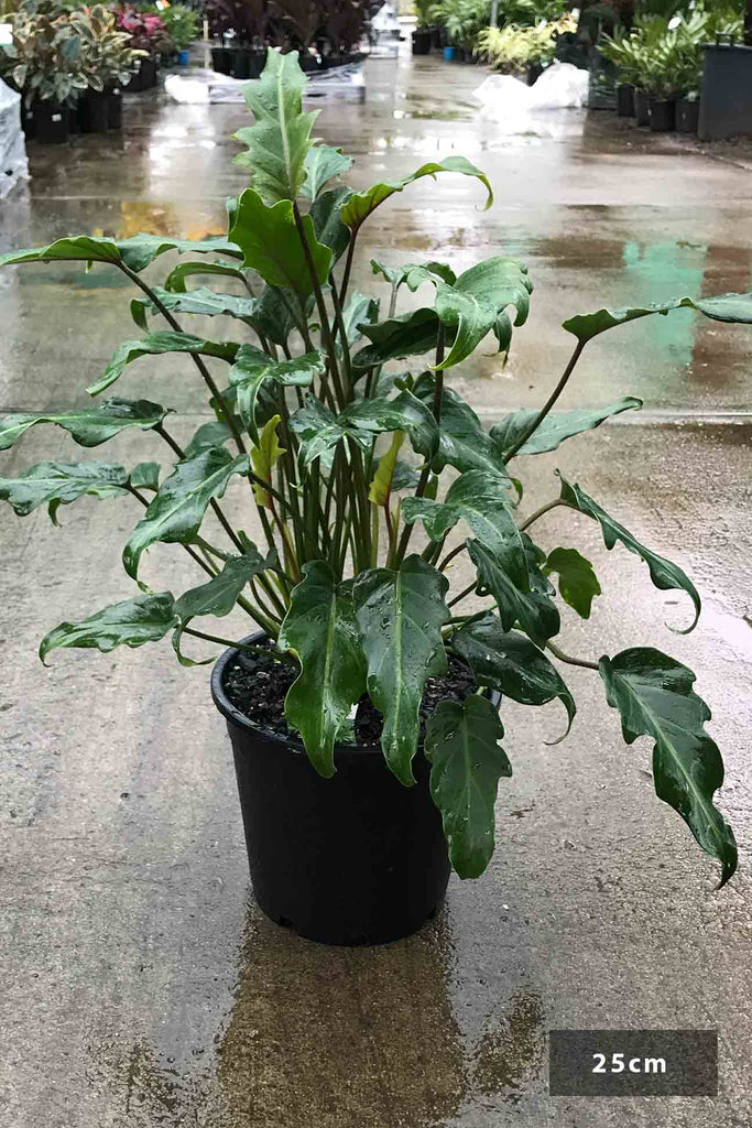 Philodendron selloum Xanadu in a 25cm black pot