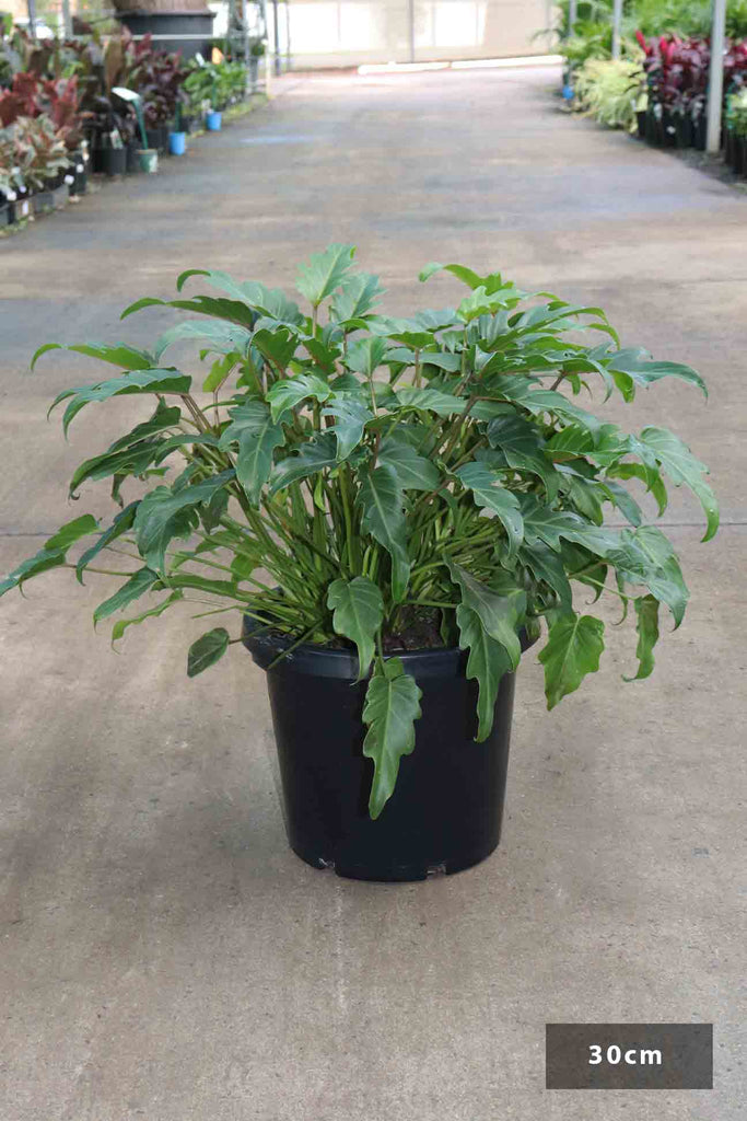Philodendron selloum 'Xanadu' in a 30cm black pot