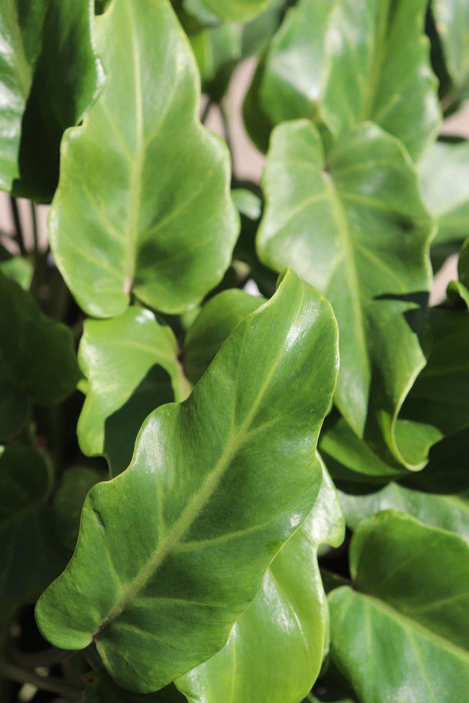 close up of the Philodendron selloum 'Xanadu' leaves