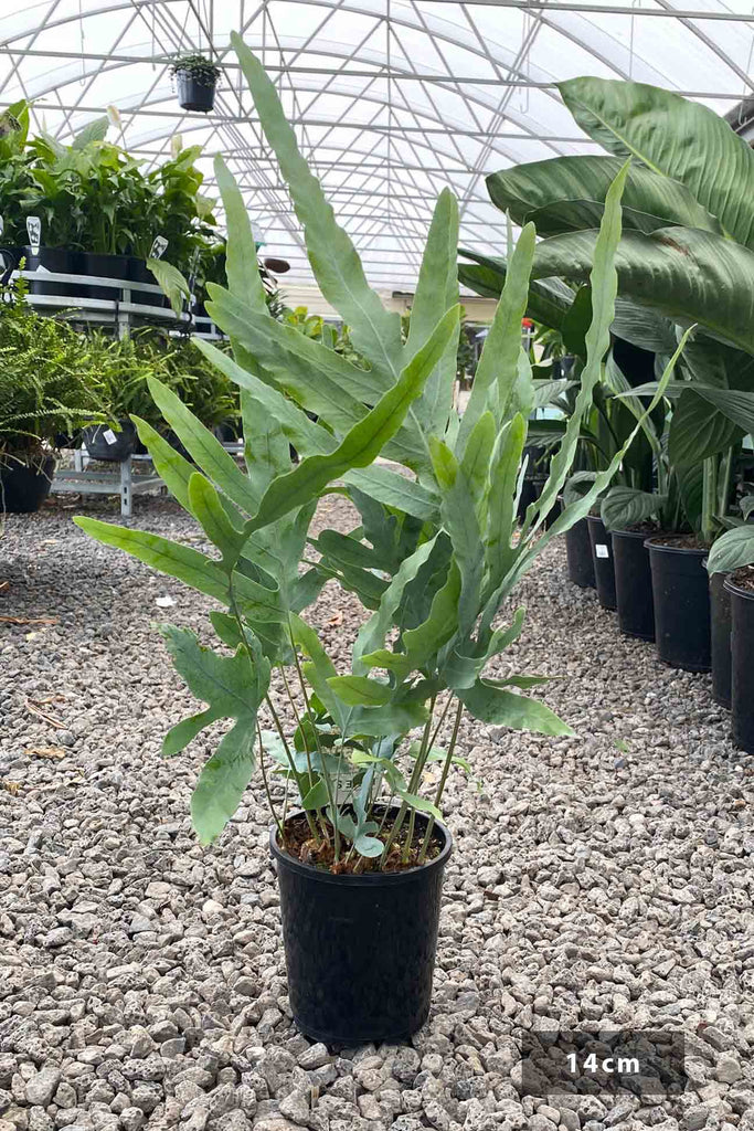 Phlebodium aureum in a 14cm black pot